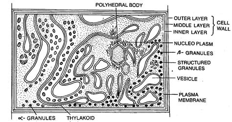 Cell Structure of Cyanobacteria