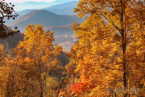 Fall Foliage 2021 Forecast and Guide - Blue Ridge Mountain Life