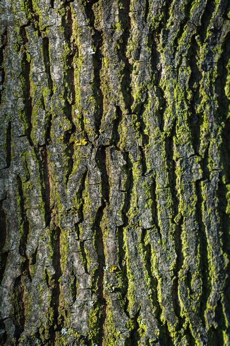 Tree Bark Texture Vertical | Copyright-free photo (by M. Vorel) | LibreShot