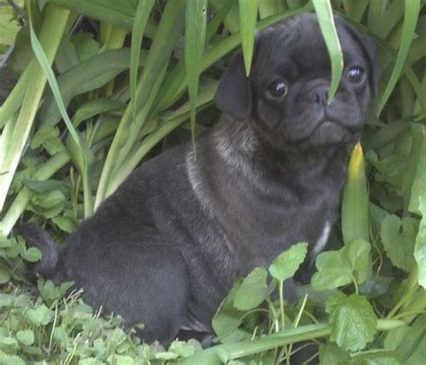 Cute Silver Pug Puppy | Pug puppies, Cute dogs, Pug puppy