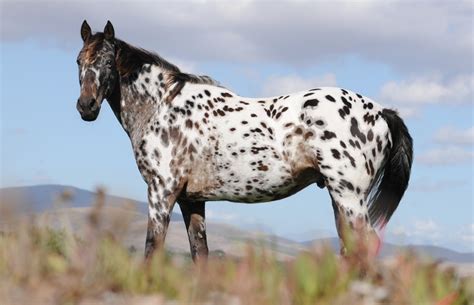 The beautiful Appaloosa horses | American horse breed