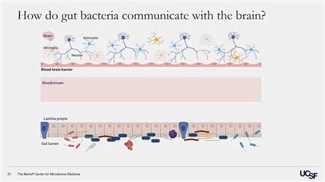 VIDEO: Microbes and Mental Health – Mood-Enhancing Effects of Gut ...