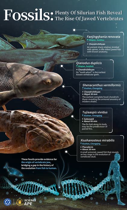 Plenty of Silurian fish reveal [IMAGE] | EurekAlert! Science News Releases