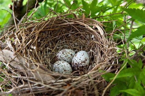 How to Identify Wild Bird Eggs by Texture, Color and more!