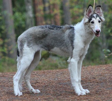 Husky/Borzoi mix | Mixed breed dogs, Dog cat, Borzoi