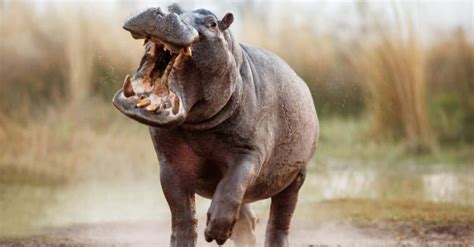 10 Incredible Hippopotamus Facts - WikiPoint - Wiki Point