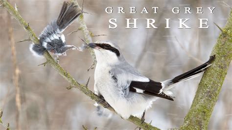 Great grey SHRIKE - butcher bird - YouTube