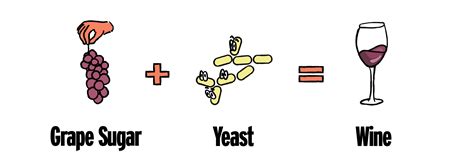 Yeast in Wine - What You Need To Know | Good Pair Days