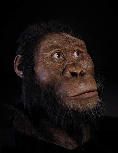 A 3.8-million-year-old fossil from Ethiopia reveals the face of Lucy's ...