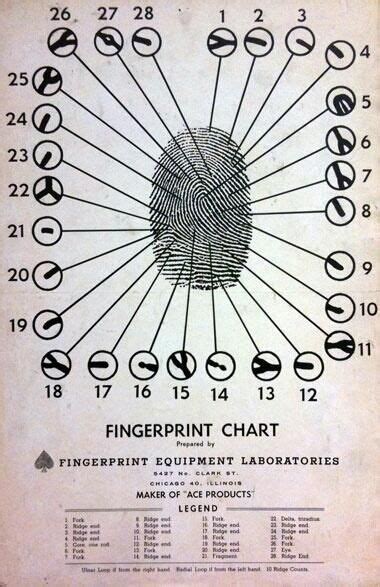 Fingerprint chart. #fingerprint #chart #forensic #science | Forensic ...