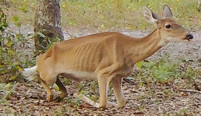 Chronic Wasting Disease Confirmed in a Florida Deer | Panhandle Agriculture