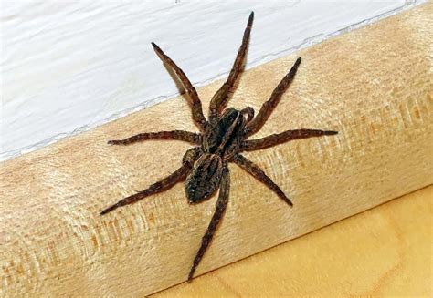 Spiders—To Squish or Not to Squish?: Pointe Pest Control