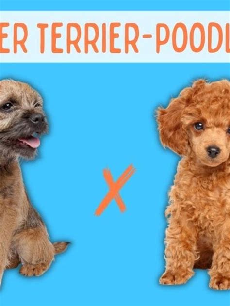 Border Terrier Poodle Mix: Ultimate Breed Guide (2023) Story - Floofy ...