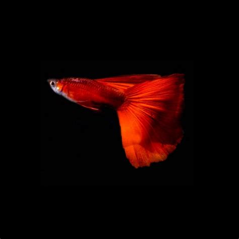 Wild red guppy pair - Buy Aquarium Plants and Aquarium Fishes Online