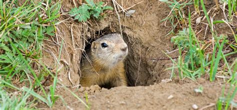 Best Gopher Removal Services - Safe & Effective