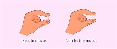 Changes in cervical mucus during the menstrual cycle