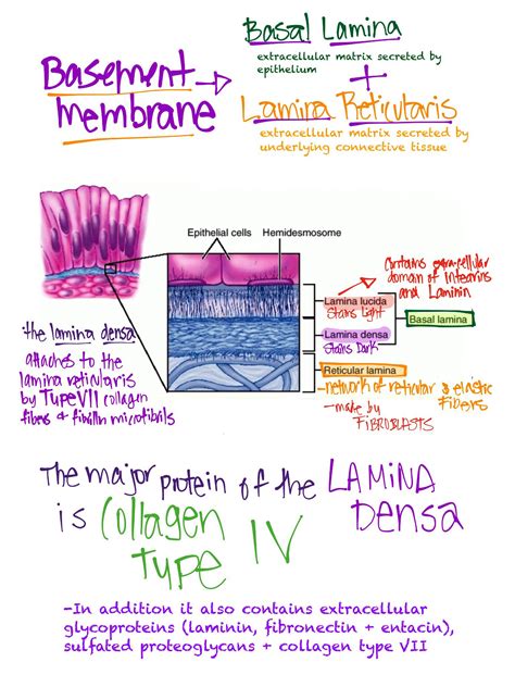 Basement Membrane Med School Study, Esthetician School, Human Anatomy ...