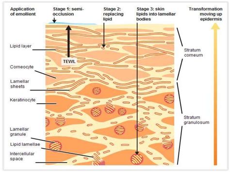 Biology of keratinocytes