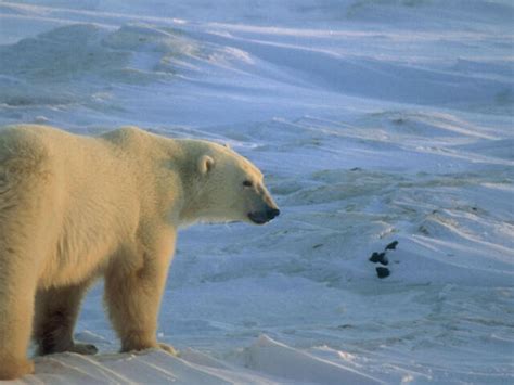 Polar Bears and Climate Change | Pages | WWF