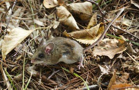 ADW: Peromyscus maniculatus: INFORMATION