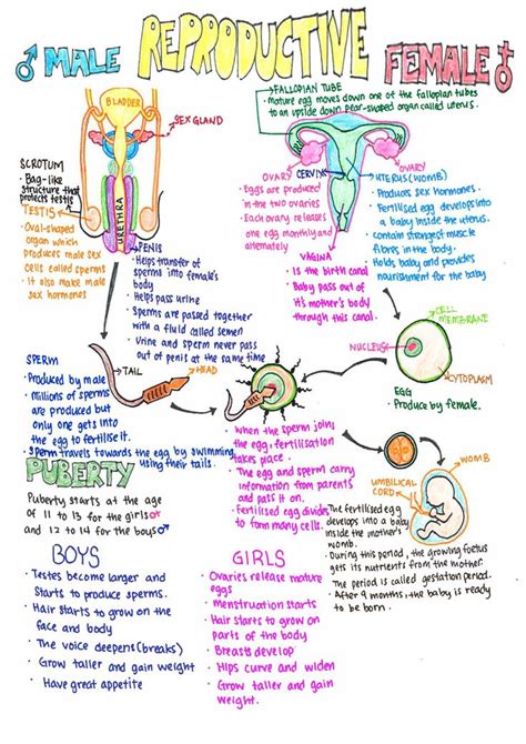 Pin on Anatomy and physiology