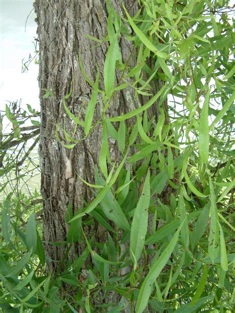 A Year With the Trees: Black Willow - Salix nigra