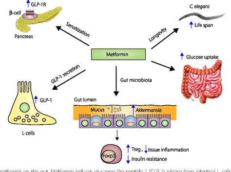 Mechanism Of Action Of Metformin