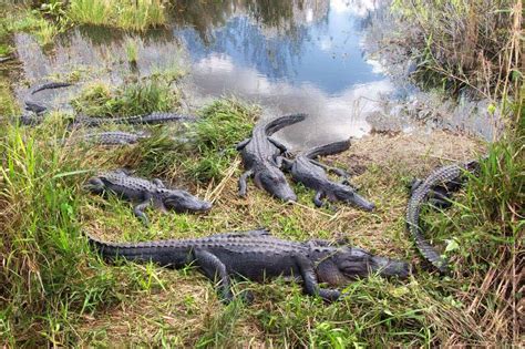 Alligators-in-Everglades-National-Park-Florida - Travel Off Path