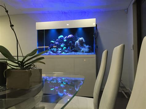 Custom Home In-Wall Aquarium - Aquarium Architect- Custom Fish Tanks Sydney