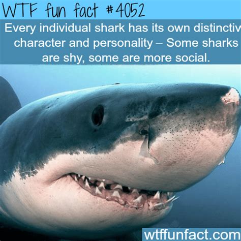 sharks facts wtf fun facts