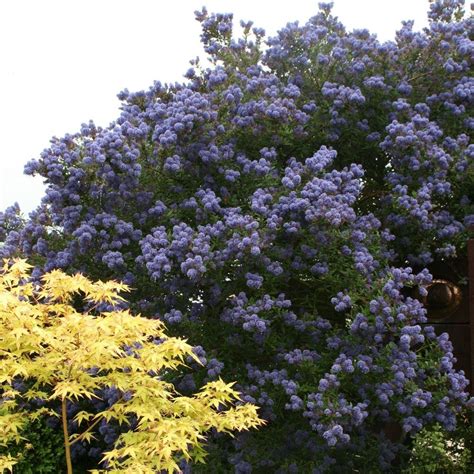 Buy Californian lilac Ceanothus Puget Blue: £89.99 Delivery by Crocus