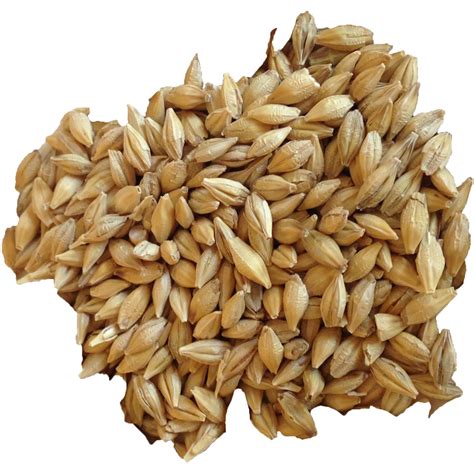 Barley PNG Transparent Images | PNG All