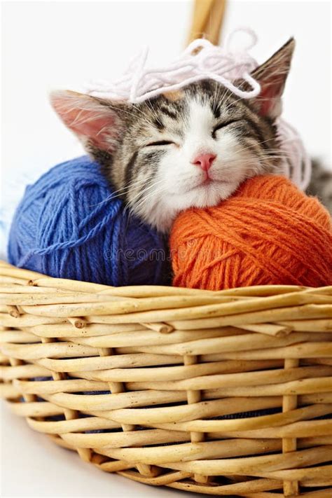 Cat Playing With Yarn Stock Images - Image: 15248924