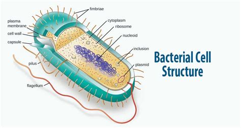 Bacteria Cell Structure