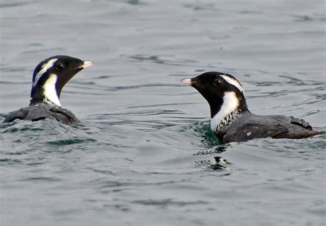 Ancient Murrelet Migration | BirdNote