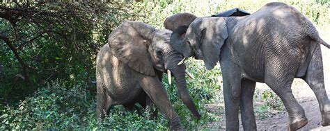 African Elephant Facts: Elephant Tusks - Safari Ventures