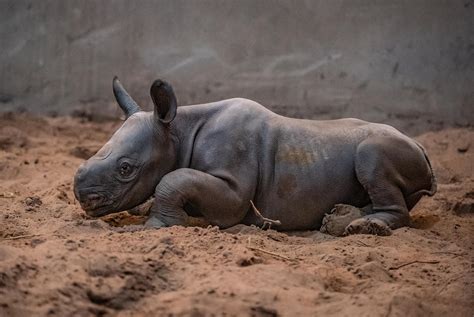 Birth of rare baby female rhino celebrated at Chester Zoo | Shropshire Star