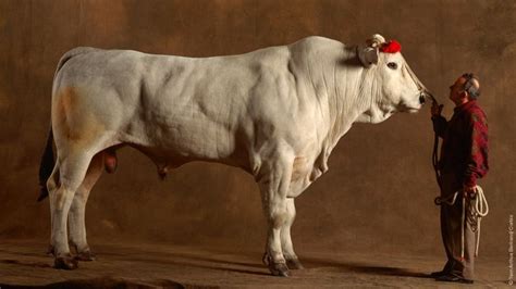 Chianina bull - Google Search | Where's The Beef ? | Pinterest