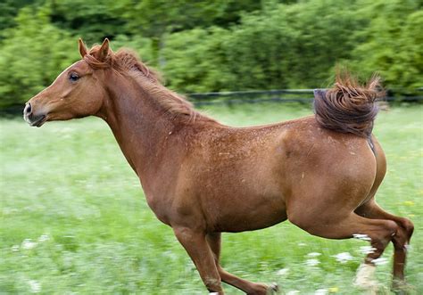 New hairstyle for horses | Horses, Animals, New hair