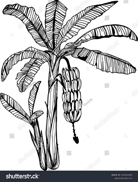 Banana Tree Hand Drawing Engraving Ink Stock Vector (Royalty Free ...