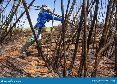 Sugar cane harvesting editorial stock image. Image of sugar - 121225159