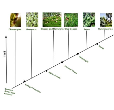 8.5 Seed Plants: Gymnosperms – VCU BIOL 152: Introduction to Biological ...