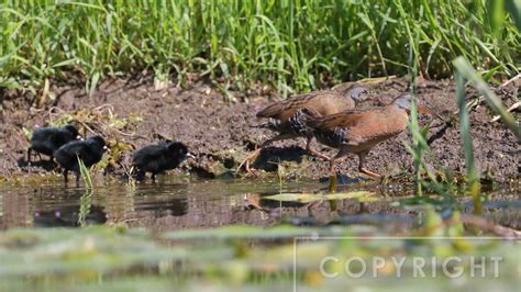 Nature by Nancy | Virginia Rail nest