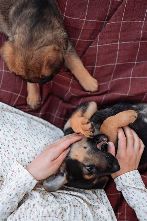 Brown and White Corgi Mix · Free Stock Photo