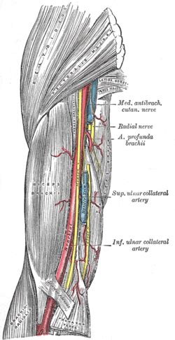 Brachial artery - Wikipedia