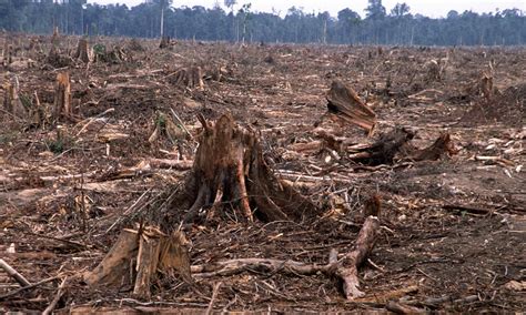 Effects Of Deforestation In Africa