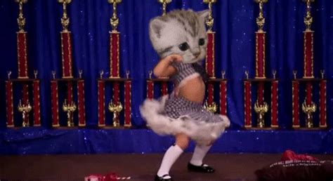 New trending GIF tagged cat funny dancing mash… | Trending Gifs