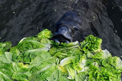 MANATEE FEEDING - a photo on Flickriver