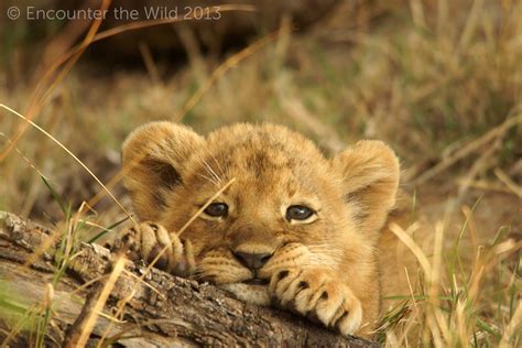 Photo of adorable lion cub for fans of Lion cubs. Cubs Pictures, Lion ...