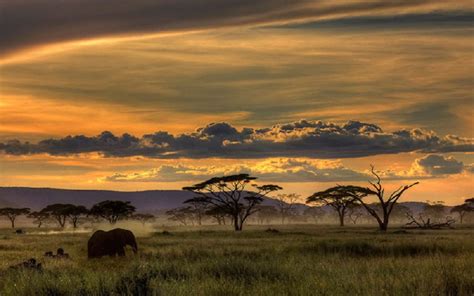 african, african safari, grass, nature, 720P, clouds, safari, trees ...